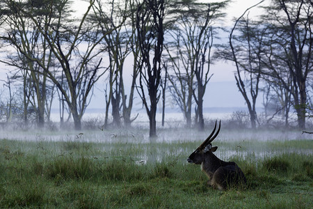 肯尼亚非洲纳库鲁湖国家公园雄性水鹿
