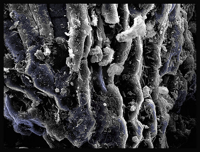 磨碎的胡椒扫描电子显微镜增色