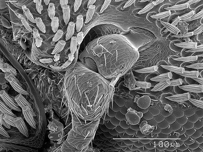 甲虫头部扫描电子显微镜