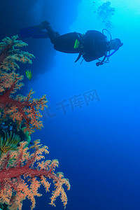 成熟了摄影照片_潜水员在珊瑚礁游泳