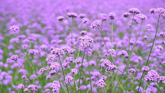 实拍薰衣草花海紫色花朵自然风景