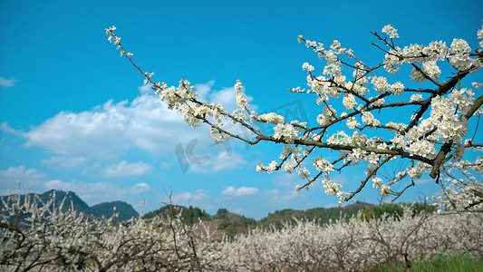 花李花摄影照片_重庆印盒李花实拍04