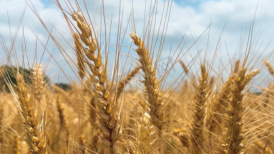 实拍农业丰收麦子成熟麦穗特写