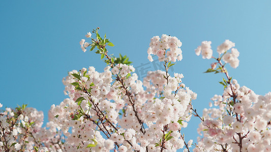 唯美小清新自然盛开樱花树花朵春天