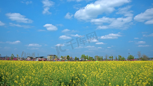 红枫湖摄影照片_贵州平坝蓝天下绝美惊艳樱花实拍