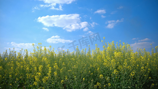 贵州平坝大片樱花树实拍