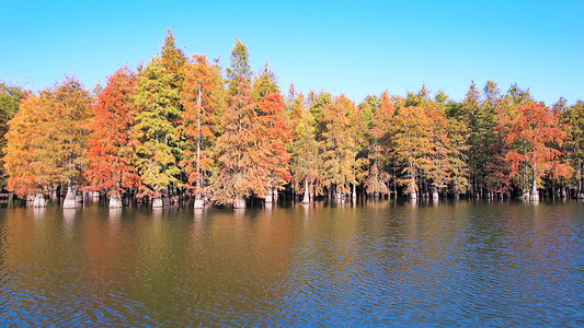 秋天树林风景摄影照片_航拍水杉树林水上森林秋天风景