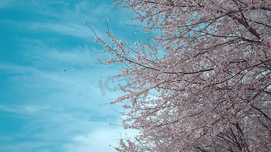 红枫湖摄影照片_贵州平坝大片樱花树实拍