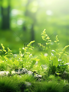 绿色小草背景图片_绿草蕨类植物清新绿色背景1