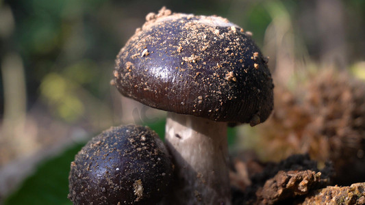 野生蘑菇森林自然生长