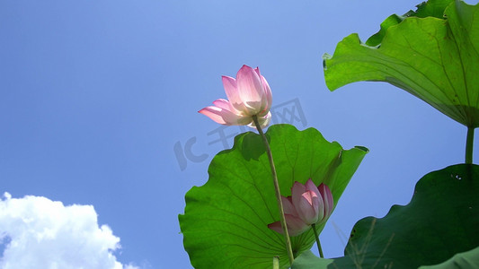 莲花荷叶摄影照片_实拍仰拍蓝天下夏天盛开的莲花荷叶池塘