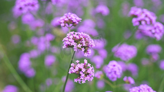 实拍薰衣草花海紫色花朵自然风景