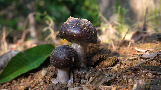 大雨水摄影照片_野生蘑菇森林自然生长