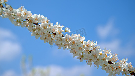 花李花摄影照片_重庆印盒李花实拍04