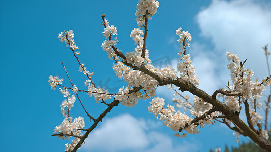 春季踏青实拍摄影照片_重庆潼南油菜花田实拍