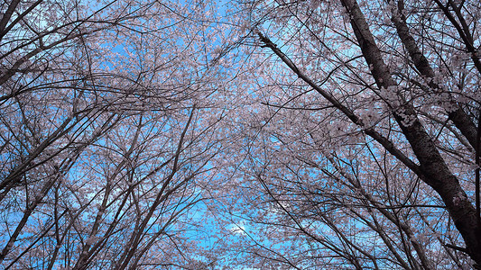 贵州平坝蓝天下绝美惊艳樱花实拍