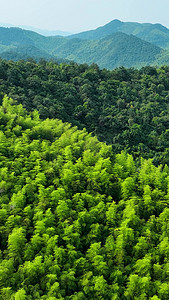 航拍竖屏自然风景竹海森林夏日风景
