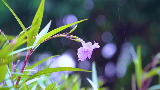 实拍唯美下雨雨天雨水洒在花朵