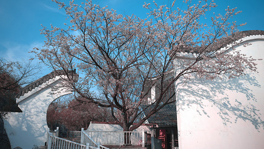 重庆植物摄影照片_重庆印盒纯白美丽李花实拍