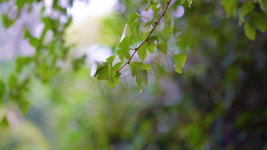 实拍唯美秋天下雨风光意境