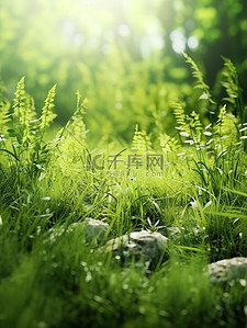 绿草蕨类植物清新绿色背景14