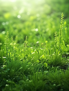 绿草蕨类植物清新绿色背景6