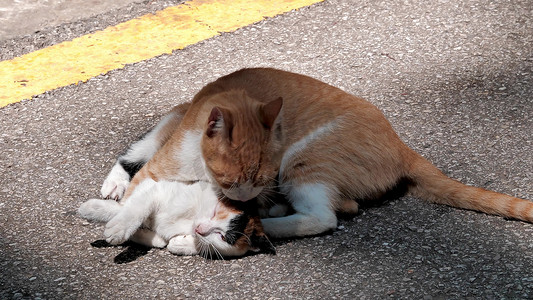 拍摄野猫妈妈猫仔仔喜悦实拍