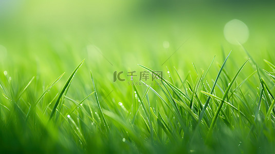 绿草如茵青青小草背景14
