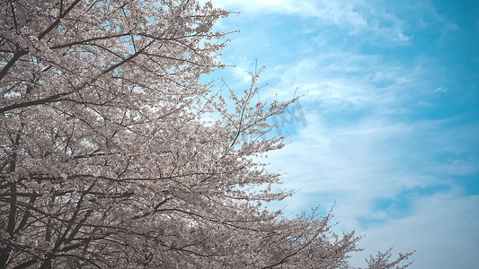 红枫湖摄影照片_贵州平坝大片樱花树实拍