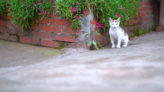 实拍意境农村小院的可爱猫咪