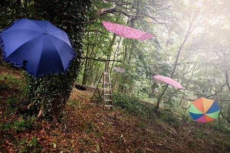 挂在树上的雨伞