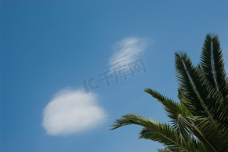 900摄影照片_棕榈叶和蓝天