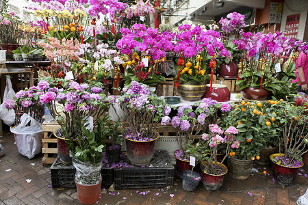 香港花卉市场中国