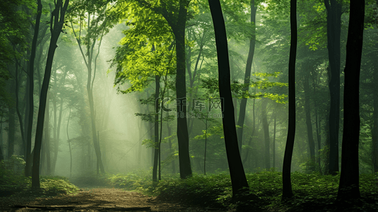 晨雾徘徊在森林里背景6