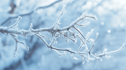 霜降背景图片_二十四节气霜降树枝霜雪枝条