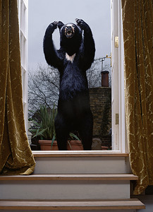 橱窗里的毛绒玩具熊