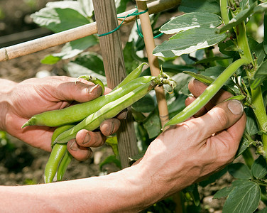 儿童培育摄影照片_手在花园里摘豆子