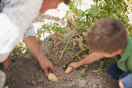 男人和孙子采摘蔬菜