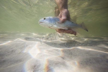 一名男子在捕获后将小红鱼放回水中美国佛罗里达州沃尔顿堡海滩