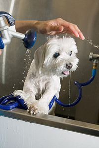 给狗洗澡摄影照片_一名女子正在给一只小猎犬洗澡