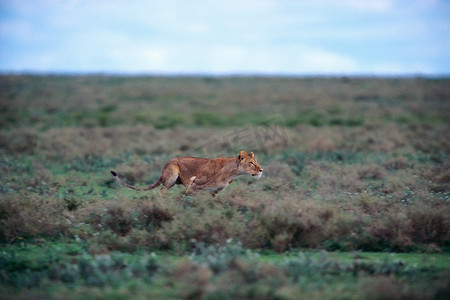杀戮背景摄影照片_非洲母狮奔跑