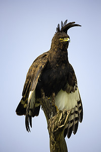 非洲肯尼亚纳库鲁湖国家公园长冠鹰