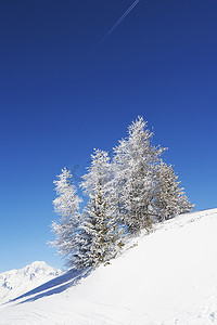 积雪覆盖的树木法国阿尔卑斯山