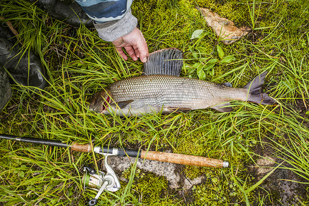 嘴唇标签摄影照片_渔夫用手在草地上铺开捕到的鱼的鳍
