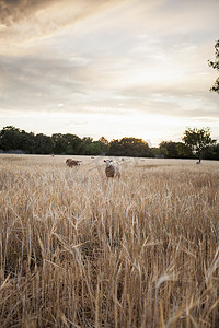 日落时分西班牙马略卡岛羊群在麦田里吃草