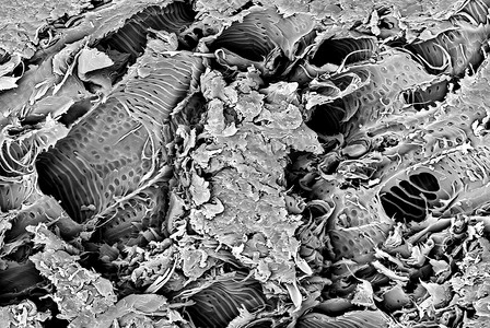 漆木断口的微观结构在扫描电子显微镜下成像