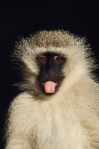 伸出舌头的马鞭猴