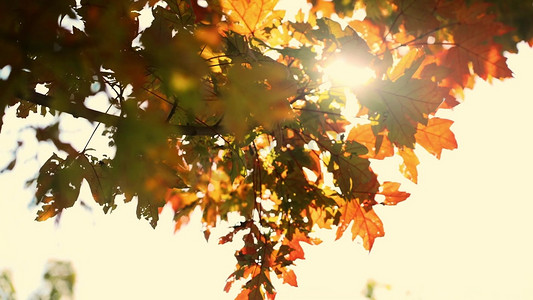 阳光穿过泛黄的枫叶树叶秋天风景
