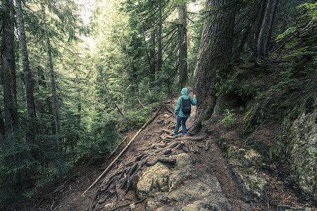 加拿大不列颠哥伦比亚省女性徒步旅行者沿着陡峭的山林向下移动的背影