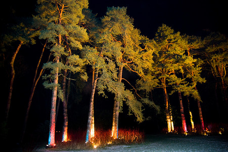夜晚灯光照亮的树木